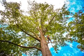 Best Tree Preservation Services  in Williamsville, NY