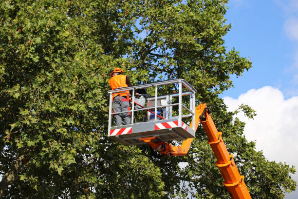 Best Tree Preservation Services  in Williamsville, NY