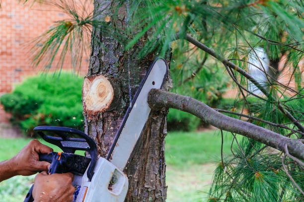 Best Emergency Tree Removal  in Williamsville, NY